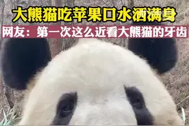 怼脸拍大熊猫吃苹果口水洒满身 网友：第一次这么近看大熊猫的牙齿图片