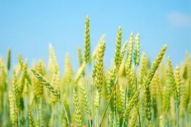 不同时期小麦有“四怕” 专家科普教您科学应对图片