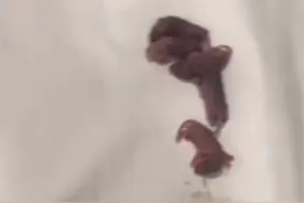 客人在酒店床上发现一窝老鼠幼崽，拿开枕头瞬间吓傻了，监管部门：会介入处理！图片