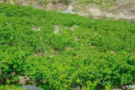 甜蜜来袭，四川米易县黄草樱桃即将上市图片