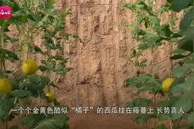 “橘子”西瓜你吃过吗？4月去鄯善县尝一尝图片