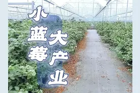 广州花都一颗小蓝莓，拉动乡村振兴大产业图片