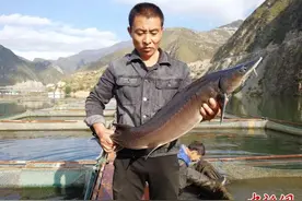 甘肃陇南鲟鱼“零”等待出口争“鲜”机图片