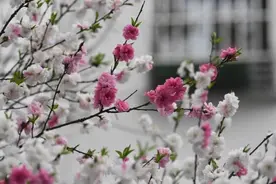 合肥这棵树，竟开出三色花……图片