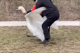 郑州市北龙湖的疣鼻天鹅三宝有外伤，相关人员是如何细心发现并救护的？图片