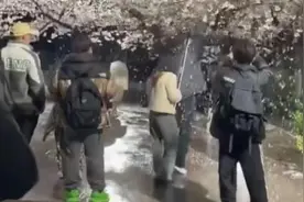 网红团队为拍视频，狂摇杭州百年樱花树！刚刚，道歉来了图片