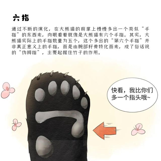 滚滚漫画 | 大熊猫的外形特征