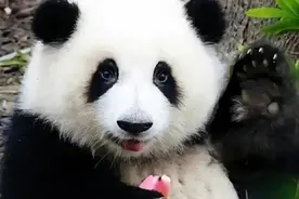 熊猫经济成顶流，买只仿真熊猫等40天！山东商家忙到飞起图片