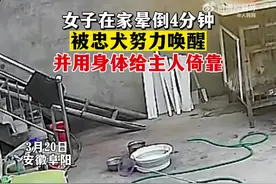 万物皆有灵 女子在家晕倒狗狗努力将其唤醒图片