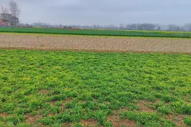 河南淮滨：药香飘满致富路图片