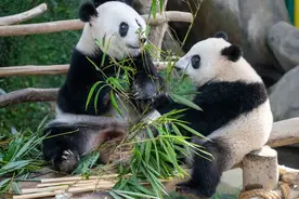 大熊猫“谊谊”和“升谊”将被送回中国图片