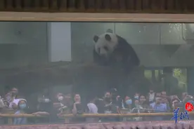 相·见｜广州动物园，何以火成焦点？图片