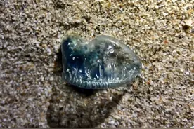 有剧毒！看到立即远离图片