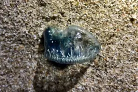 有剧毒！在海边看到它，别碰立刻跑图片