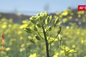 【家在绿水青山畔】信阳固始：产业发展绘就美丽乡村新画卷图片