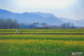 邹平油菜花 踏青赏春打卡地图片