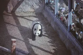 北京动物园：大熊猫“萌兰”运动场周边区域限流参观图片