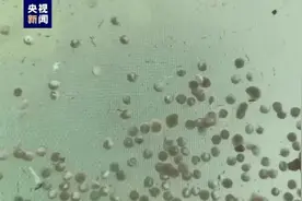 成功孵化！曾被宣布“野外灭绝”的长江鲟时隔23年传来好消息！图片