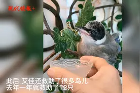 与鸟为伴：一年救助十余只鸟儿，她与它们的故事这样开始图片
