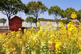 春日限定！百亩七彩油菜花等你来打卡→图片