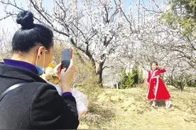 又是春花烂漫时 烟台市民走出家门赏花、踏青图片