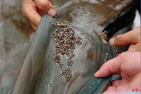 被宣布“野外灭绝”的长江鲟首次实现野外自然繁殖出苗，首批孵化幼苗活性很好！图片