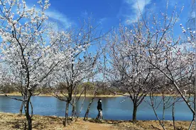 朝阳：桃花绽放惹人醉图片
