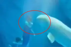 上海海昌海洋公园演职人员表演时拳打白鲸？回应：正常表演动作图片