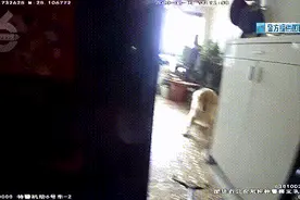 被自家狗狂叫乱咬吓到，昆明李女士选择了报警……图片