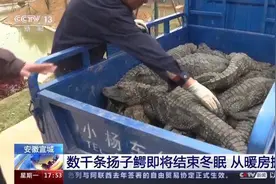 数千条扬子鳄即将结束冬眠从暖房搬出，5年以上成鳄率先“搬家”图片