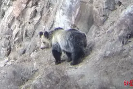 青海玉树“人熊冲突”：棕熊屡闯民宅、袭击人畜致多起伤亡，警方多次发布预警图片