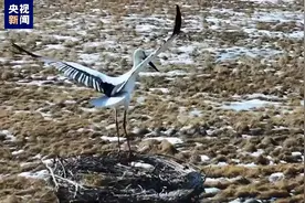 东方白鹳回巢！黑龙江洪河国家级自然保护区迎第一批“国宝”归家图片