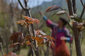 支招 | 各地频现"挖野菜大军",挖什么、去哪挖图片