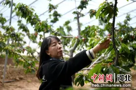 河北隆化：“小樱桃”激活乡村振兴“大产业”图片