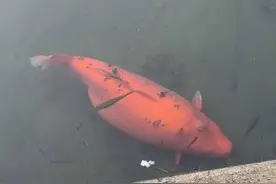 润哥探游|专家揭秘济南“猪鲤plus版”：怀孕了！图片