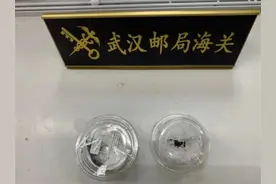 武汉首次拦截罕见外来物种，养殖“异宠”不可取！图片