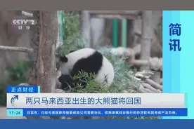 两只马来西亚出生的大熊猫将回国图片