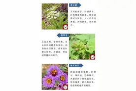 这些菜焯水后也有毒！别乱吃图片