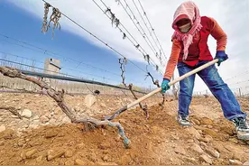 贺兰山东麓葡萄藤睡醒了图片