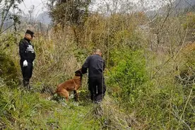 “汪汪队”立大功，加鸡腿！图片