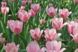 胶州市植物园花开正好 上百个品种、70万株郁金香陆续绽放图片