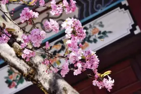 云南，又到犯“花瘾”的季节！图片