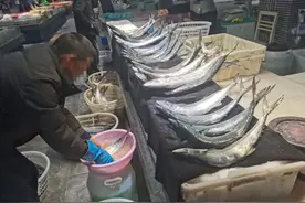 来自春天的“川乌”，是否非吃不可？禁捕期内，蓝点马鲛鱼保护面临尴尬图片