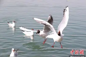 北迁徙红嘴鸥如约“中转”宁夏银川图片