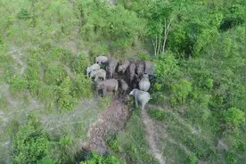 研究揭示云南亚洲象群“断鼻家族”北上原因：逃离严重干旱的生存环境图片