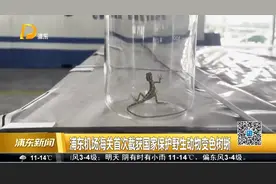 浦东机场海关首次截获国家保护野生动物变色树蜥视频封面
