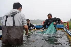 曾被宣布“野外灭绝”，长江鲟传来好消息图片