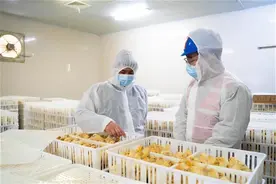 这家企业年孵化8000万只雏鸡，荆州电力为其生产保驾护航图片