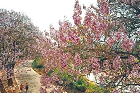 泡桐花开春满枝头图片