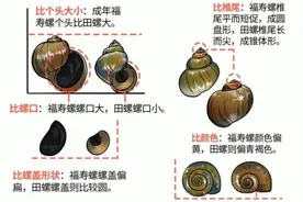 时下最火！浙江很多人爱的这道美味，千万别吃错……图片